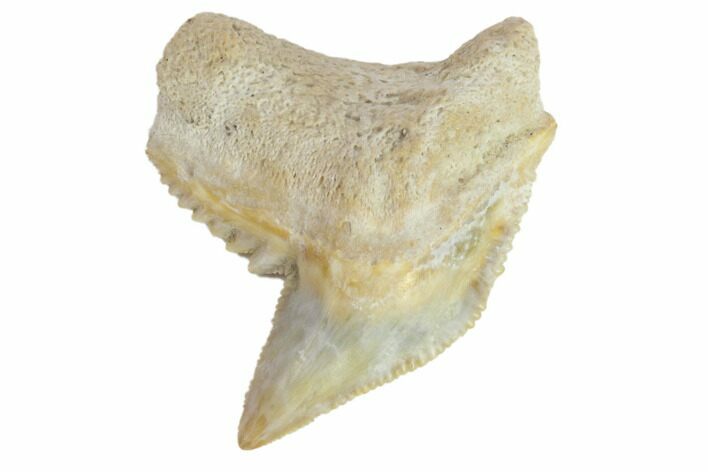 Fossil Tiger Shark Tooth - Bone Valley, Florida #145176